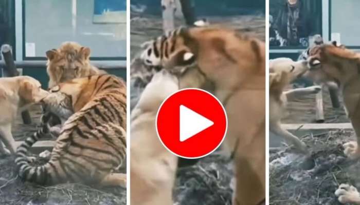 Tiger Dog Viral Video: పులి చెవి కొరికేసిన కుక్క.. పక్కనే సింహం! ఫన్నీ వీడియో