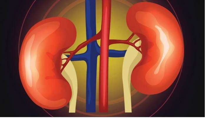 Kidneys Health: కిడ్నీ సంబంధిత సమస్యలకు చెక్ పెట్టాలంటే డైట్‌లో ఈ మార్పులు తప్పవు