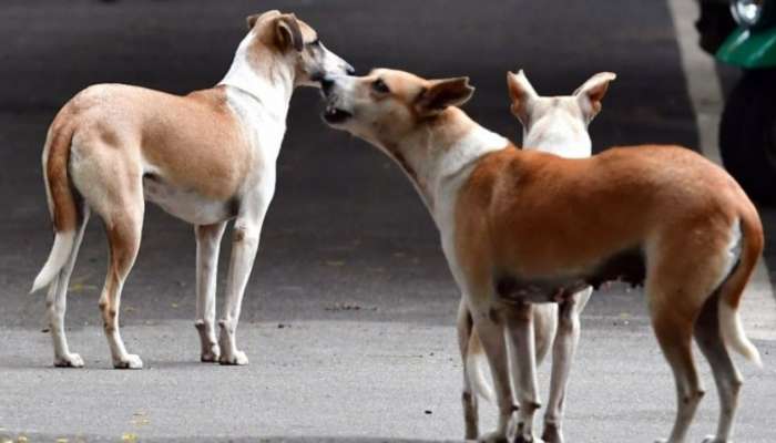 Dogs Attack on Boy: వీధి కుక్కల ఘతుకం.. చావుబతుకుల్లో మరో చిన్నారి