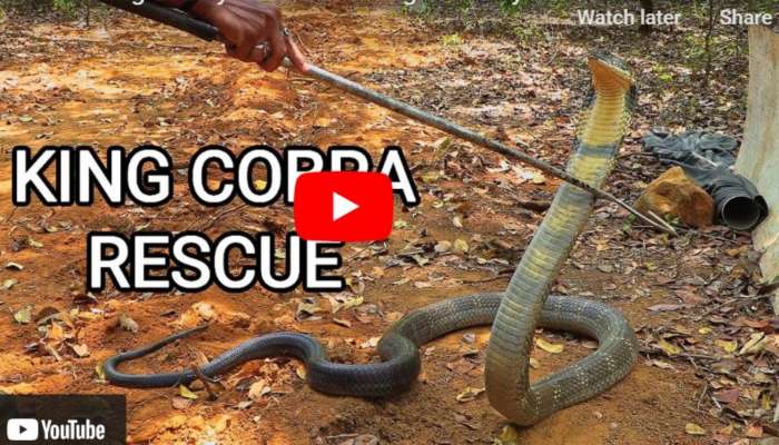 King Cobra Man Viral Video: చెట్టెక్కిన భారీ కింగ్ కోబ్రా.. కస్టపడి మరీ పట్టిన స్నేక్ క్యాచర్! వీడియో చూడాల్సిందే
