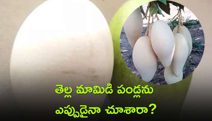 White mango Facts: తెల్ల మామిడి పండ్లను ఎప్పుడైనా చూశారా? ఈ దీర్ఘకాలిక వ్యాధులకు కూడా చెక్!