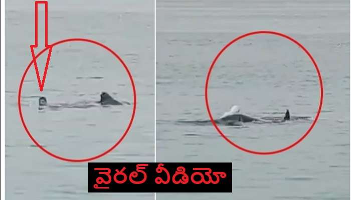 Russian Tourist Eaten By Shark: సముద్రంలో ఈత కొడుతున్న యువకుడిని నమిలి