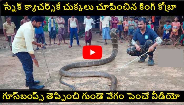 Wild Giant King Cobra Snake: గుండె చేత పట్టుకుని చూడాల్సిన పొడవైన నాగు పాము వీడియో