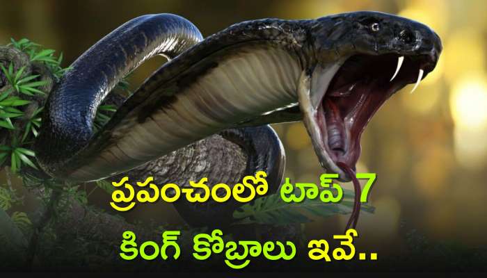 Biggest King Cobra Snakes: ప్రపంచంలో టాప్ సెవెన్ కింగ్ కోబ్రాలు ఇవే.. ఇవి ఎలా పాకుతాయో మీకు తెలుసా..?