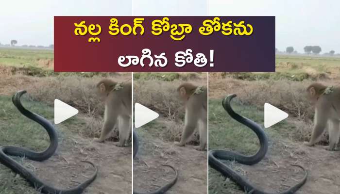 Giant King Cobra Hunter: నల్ల కింగ్‌ కోబ్రా తోకను లాగిన కోతి, చివరికి ఏం జరిగిందో తెలుసా?