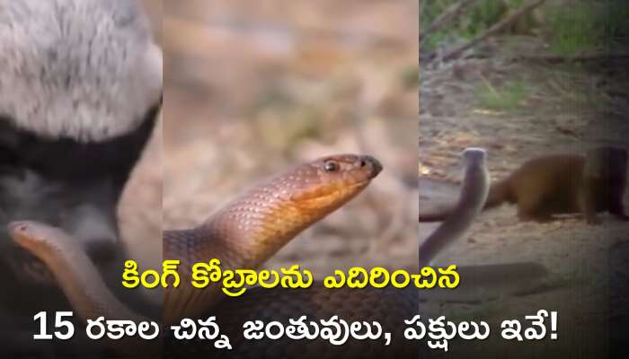 Snake Fight Video: పేరుకే విషపూరిత పాములు.. చిన్న చిన్న ప్రత్యర్థుల చేతుల్లో ఎలా ఓడాయో చూడండి!