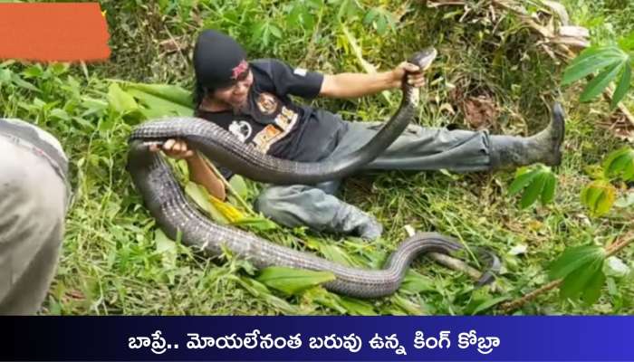 Dangerous King Cobra: ముసలోడే కానీ.. మహానుభావుడు.. 16 అడుగుల కింగ్ కోబ్రాను సింపుల్ గా పట్టేశాడు!