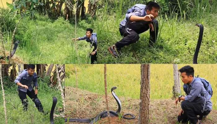 Monster of King Cobra: ఇట్స్ నాట్ ఎ కింగ్ కోబ్రా.. ఇట్స్ ఎ కింగ్ ఆఫ్ మాన్‌స్టార్‌.. వీడియో చూస్తే గుండె ఆగటం ఖాయం!