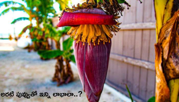 Banana Flower Benefits: అరటి పువ్వుతో 10 రోజుల్లో బరువు తగ్గొచ్చు.. ఎలాగంటే..?