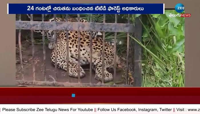 TTD forest department officials caught leopard in tirupati