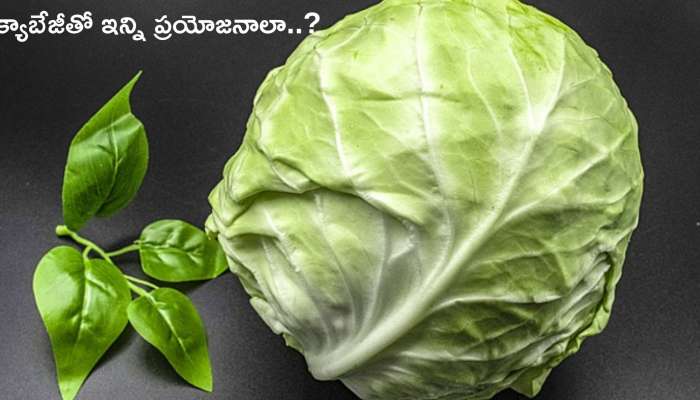 Cabbage Benefits: మలబద్దకం, బరువు తగ్గటం, డయాబెటిస్.. అన్నిటికి చెక్ పెట్టె క్యాబేజీ