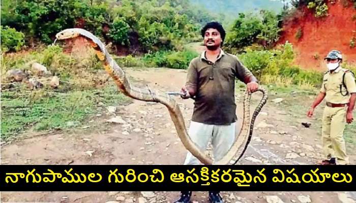 Interesting Facts about King Cobra Snakes: నాగు పాములు సిగ్గు పడతాయనే విషయం తెలుసా ?