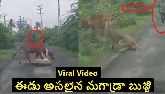 Lion Vs Farmer Video: ప్రాణాలకు తెగించి పులి నోటి నుంచి ఆవును రక్షించిన రైతు
