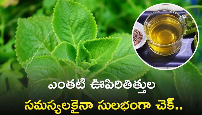 Ajwain Leaves: వాము ఆకుల టీతో శరీరాన్ని కలిగే లాభాలు ఇవే.. ఎంతటి ఊపిరితిత్తుల సమస్యలకైనా సులభంగా చెక్..