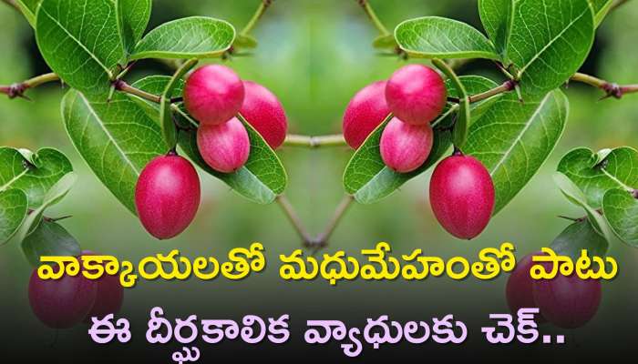 Karonda Fruit Benefits: వాక్కాయలతో మధుమేహంతో పాటు ఈ దీర్ఘకాలిక వ్యాధులకు చెక్‌..