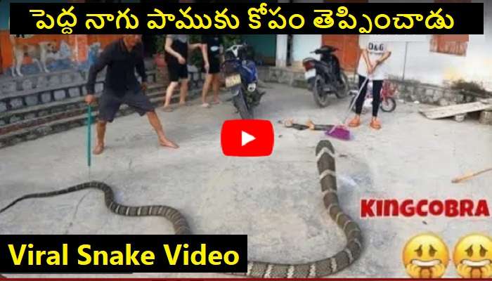 Cobra Snake Spitting Venom: దూరం నుంచే విషం చిమ్ముతున్న పెద్ద నాగు పామును బంధించిన ఘనుడు