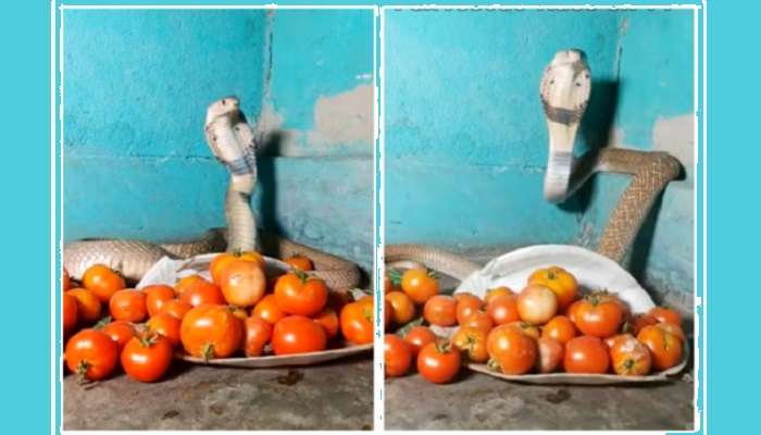 King Cobra Snake At Tomatoes: టమాటాలకు నాగు పాము కాపలా.. చేయి పెడితే కాటేస్తున్న శ్వేత నాగు