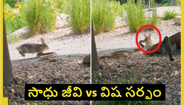 Rabbit vs Cobra Snake Fighting: కుందేలు vs పెద్ద నాగు పాము మధ్య వీరోచిత పోరాటం.. ఎవరు గెలిచారో తెలుసా ?