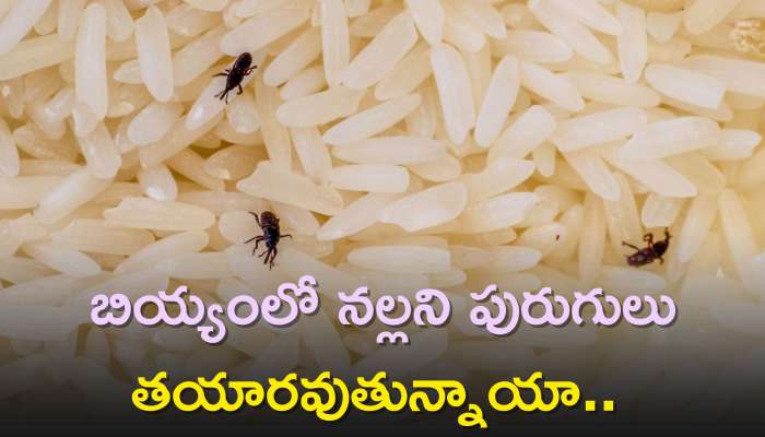 How To Prevent Rice Weevils: బియ్యంలో నల్లని పురుగులు తయారవుతున్నాయా.. ఈ రెండు చిట్కాలతో ఇలా సులభంగా చెక్ పెట్టండి