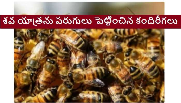 Bumblebee Attack On Funeral Procession: అంతిమయాత్రపై కందిరీగల దాడి.. శవాన్ని విడిచిపెట్టి పరుగులు