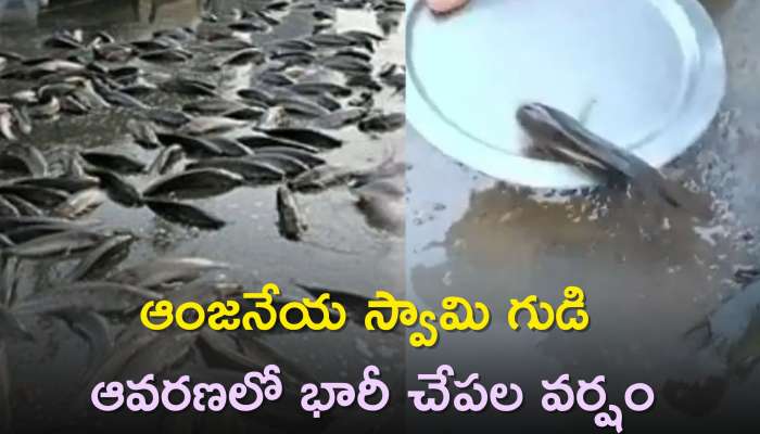 Fish Rain Happen: ఆంజనేయ స్వామి గుడి ఆవరణలో భారీ చేపల వర్షం, నెట్టింట్లో వీడియో వైరల్‌ 