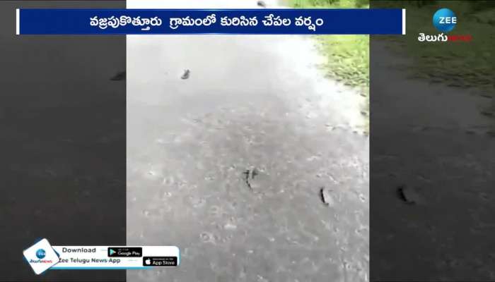 AP Weather Updates Fish Rain In Srikakulam District 