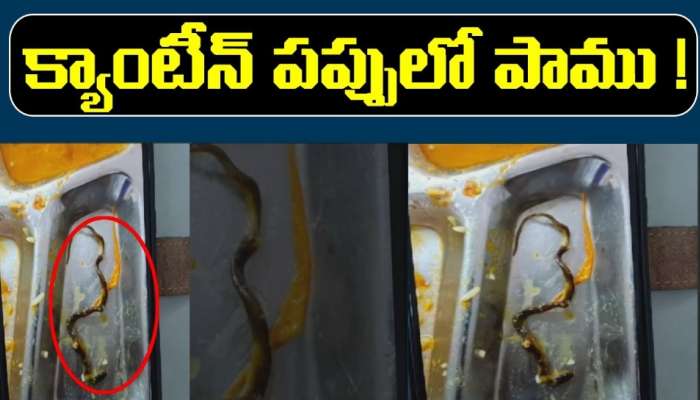 Snake in Ecil Canteen: క్యాంటీన్ పప్పులో పాము పిల్ల.. భయాందోళనలో ఈవీఎం ఉద్యోగులు