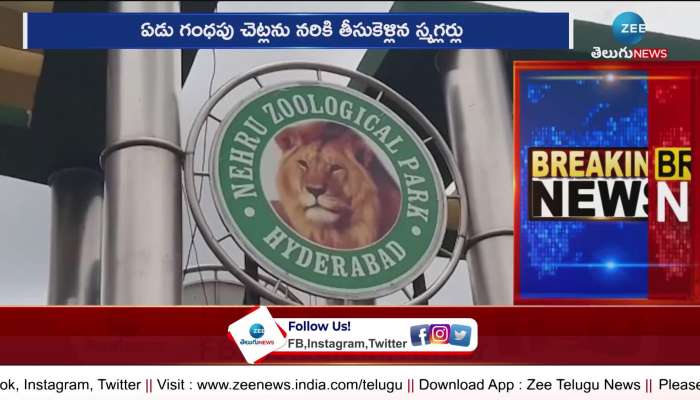 Red Sandal trees were cut and smuggled in Hyderabad Zoo