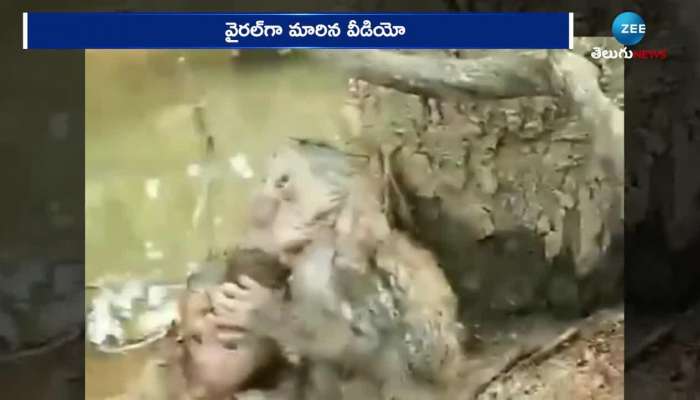 Monkeys Affected By Floods, monkeys video goes viral