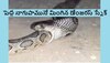 Python Eating Cobra Snake: నాగు పామును తింటున్న పైథాన్.. భయంకరమైన వీడియో