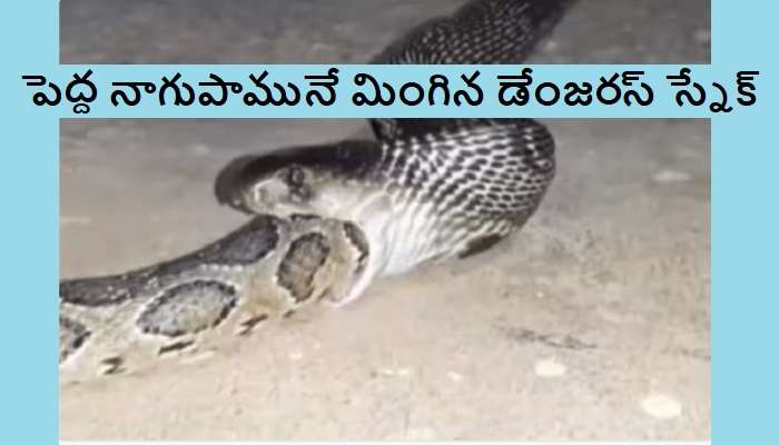 Python Eating Cobra Snake: నాగు పామును తింటున్న పైథాన్.. భయంకరమైన వీడియో