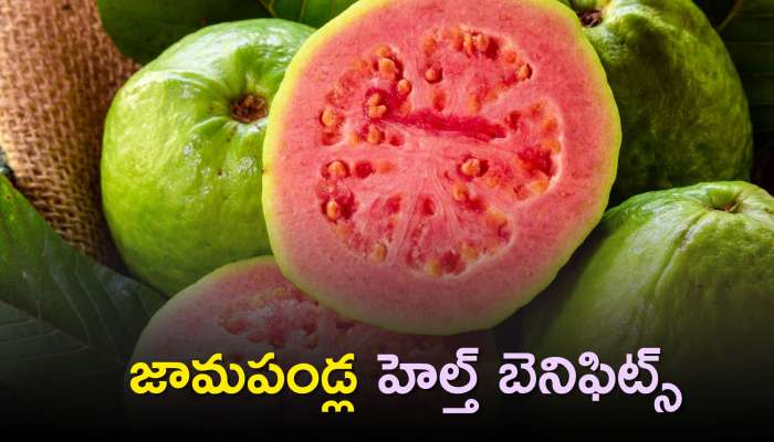Guava Benefits: జామపండ్ల హెల్త్ బెనిఫిట్స్‌ తెలిస్తే.. అవి ఎక్కడున్నా వెళ్లి కొనుగోలు చేసి తినడం ఖాయం!