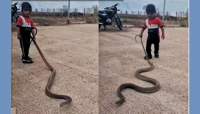 Little Boy Playing With Snake: చిన్న పిల్లాడే కానీ పెద్ద పాముకి చుక్కలు చూపించాడు
