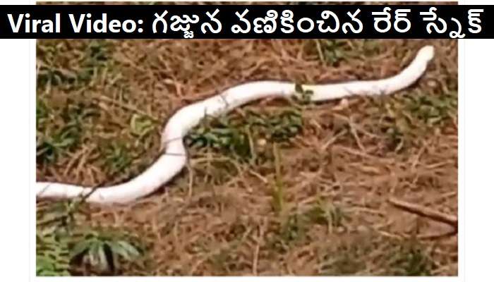 Rare White Snake Video: జనాన్ని భయంతో పరుగులు పెట్టించిన అరుదైన పాము