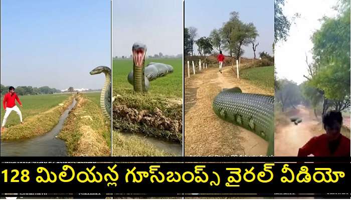 Giant Anaconda Snake Video: నిజంగానే ఇంత భారీ ఆనకొండ ఉంటుందా ?