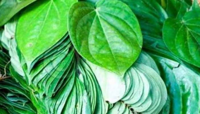 Health Remedies: అల్సర్, మధుమేహం, మలబద్దకం సమస్యలకు అద్భుత ఔషధం ఈ ఆకులు