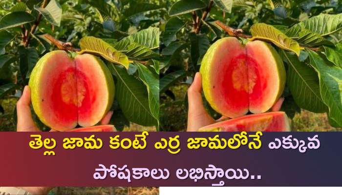 Red Guava Benefits: తెల్ల జామ కంటే ఎర్ర జామలోనే ఎక్కువ పోషకాలు లభిస్తాయి..వీటితో బోలెడు లాభాలు..