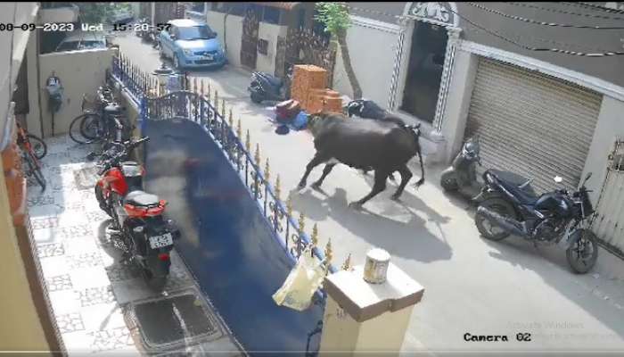Cow Attack Video: ఆ ఆవు పగబట్టిందా, స్కూలుకు వెళ్తున్న చిన్నారిపై భయంకర దాడి
