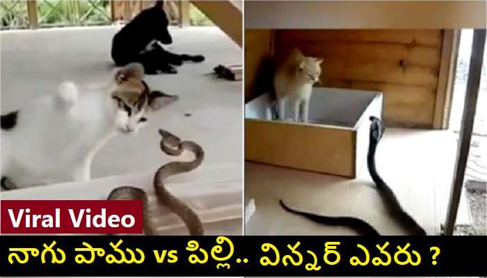 Cats Vs Snakes Fighting Videos: పిల్లులకు, పాములకు ఫైటింగ్ జరిగితే ఏది గెలుస్తుంది ?