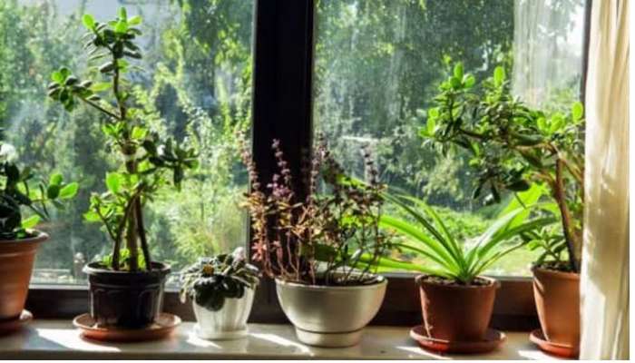 Vastu Tips for Plants: ఆ 5 మొక్కల్ని ఈ దిశల్లో ఉంచుతున్నారా..తస్మాత్ జాగ్రత్త సర్వ నాశనమే