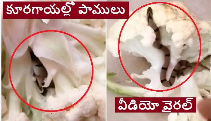 Snake In Cauliflower: కాలీఫ్లవర్‌‌లో పాము.. ఒళ్లు జలదరించే షాకింగ్ వీడియో