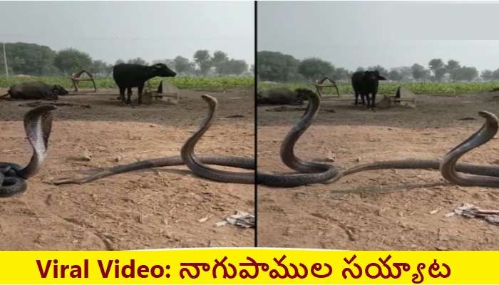 Viral Snakes Videos: ఆదమరిచి డాన్స్ చేస్తోన్న 2 పెద్ద నాగు పాములు.. వీడియో వైరల్