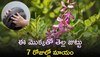 Indigo Plant: ఈ మొక్కతో తెల్ల జుట్టు 7 రోజుల్లో మాయం, నమ్మట్లేదా? ట్రై చేయండి..