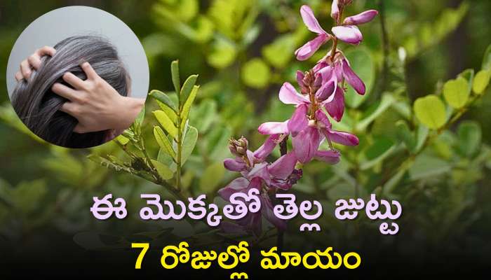 Indigo Plant: ఈ మొక్కతో తెల్ల జుట్టు 7 రోజుల్లో మాయం, నమ్మట్లేదా? ట్రై చేయండి..