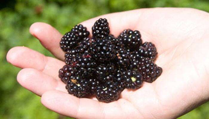 Blackberry Fruits: ఈ ఒక్క పండు తింటే చాలు కేన్సర్, గుండెపోటు దరిచేరవు