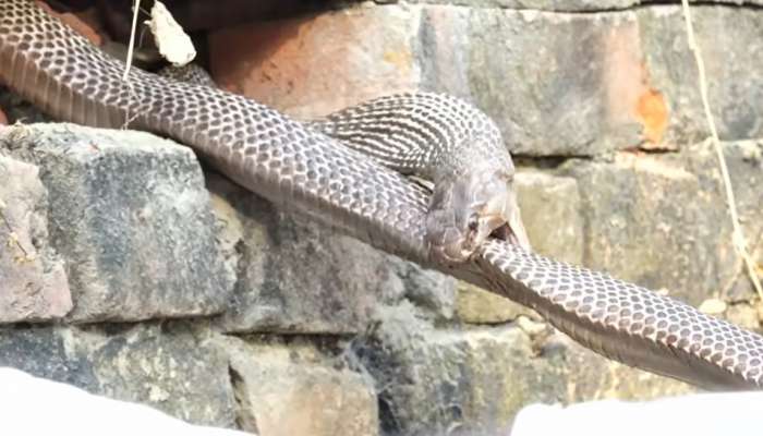 Snake Viral Video: కోపంలో తనను తానే కాటు వేసుకున్న పాము.. భయంకరమైన వీడియో చూశారా..!