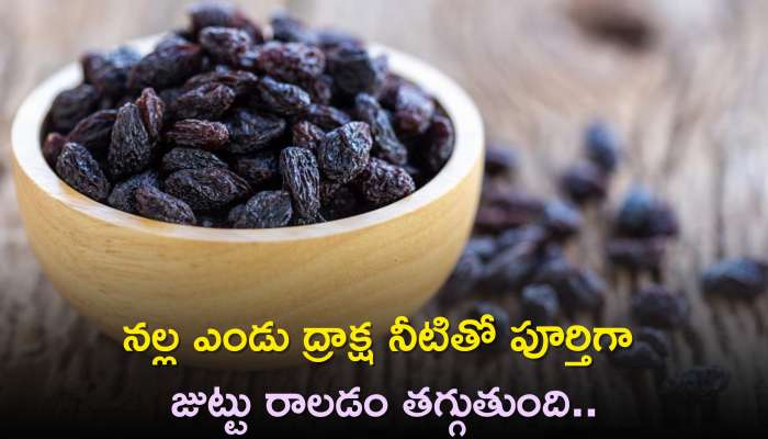 Black Raisins Water Benefits: నల్ల ఎండు ద్రాక్ష నీటితో పూర్తిగా జుట్టు రాలడం తగ్గుతుంది, ఈ దీర్ఘకాలిక వ్యాధులకు కూడా చెక్‌!