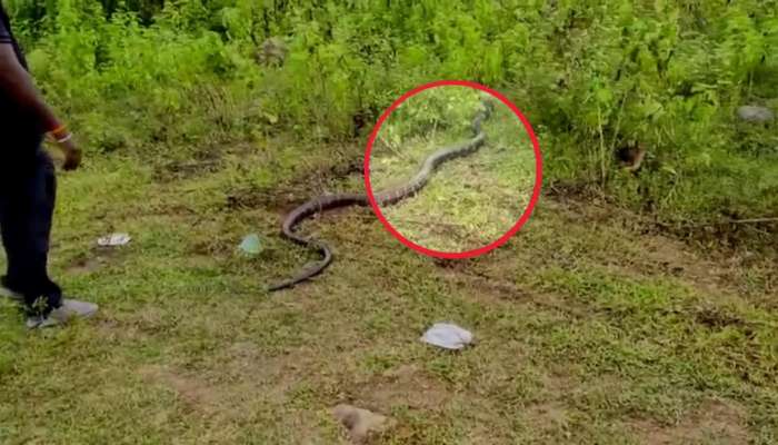 King Cobra Viral Video: Snake Catcher Who Risked Catching 13-Foot Huge King Cobra Snake Video Goes To Viral In Social Media