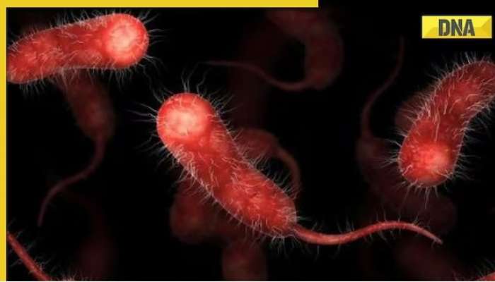 Vibrio Vulnificus: మనిషి మాంసాన్ని తినేస్తున్న కొత్త బ్యాక్టీరియా, అమెరికాలో కలకలం, 13 మంది మృతి