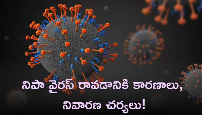 Nipah Virus 2023: నిపా వైరస్ రావడానికి కారణాలు, నివారణ చర్యలు, హోం రెమెడీస్‌..